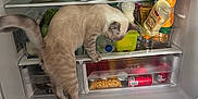 Angel participe au concours pour gagner de l'argent avec cette photo : animal, canned_food, cat, condiments, curious, domestic, exploration, food, fridge, household, indoor, kitten, milk, paw, pet, plastic_container, refrigerator, tail, tomatoes, vegetables