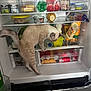 Angel participe au concours pour gagner de l'argent avec cette photo : cat, fridge, food, curious, exploration, indoor, pet, animal, milk, tomatoes, plastic_container, canned_food, condiments, vegetables, household, refrigerator, domestic, paw, tail, kitten