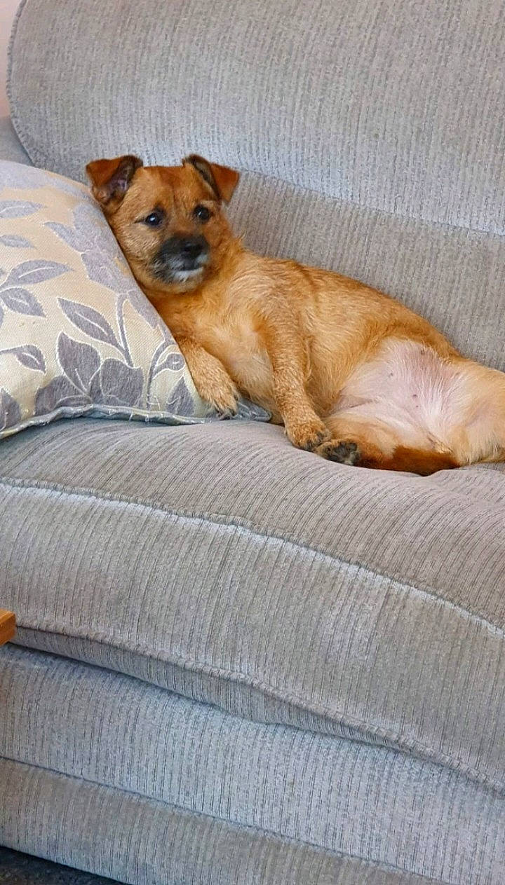 Betti is registered to the contest to win money with this photo: bed, bedding, canidae, carnivore, comfort, companion_dog, dog, dog_breed, dog_supply, fawn, fur, linens, nap, paw, sporting_group, terrestrial_animal, toy_dog, whiskers, wood, working_animal