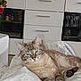Monsieur participe au concours pour gagner de l'argent avec cette photo : cat, tabby_cat, indoor, furniture, cabinet, glassware, vase, flowers, blanket, relaxed, sleeping_cat, domestic_animal, pet, cozy, resting, living_room, home, soft_texture, white, decor