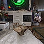 Monsieur participe au concours pour gagner de l'argent avec cette photo : cat, indoor, living_room, blanket, television, cabinet, furniture, glassware, flower_vase, flowers, curtains, fan, clothing, chair, wooden_floor, pet, relaxing, sleeping_cat, person_legs, home_decor