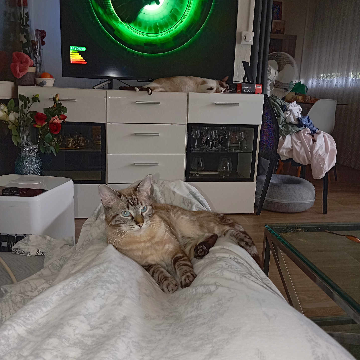 Monsieur participe au concours pour gagner de l'argent avec cette photo : blanket, cabinet, cat, chair, clothing, curtains, fan, flower_vase, flowers, furniture, glassware, home_decor, indoor, living_room, person_legs, pet, relaxing, sleeping_cat, television, wooden_floor