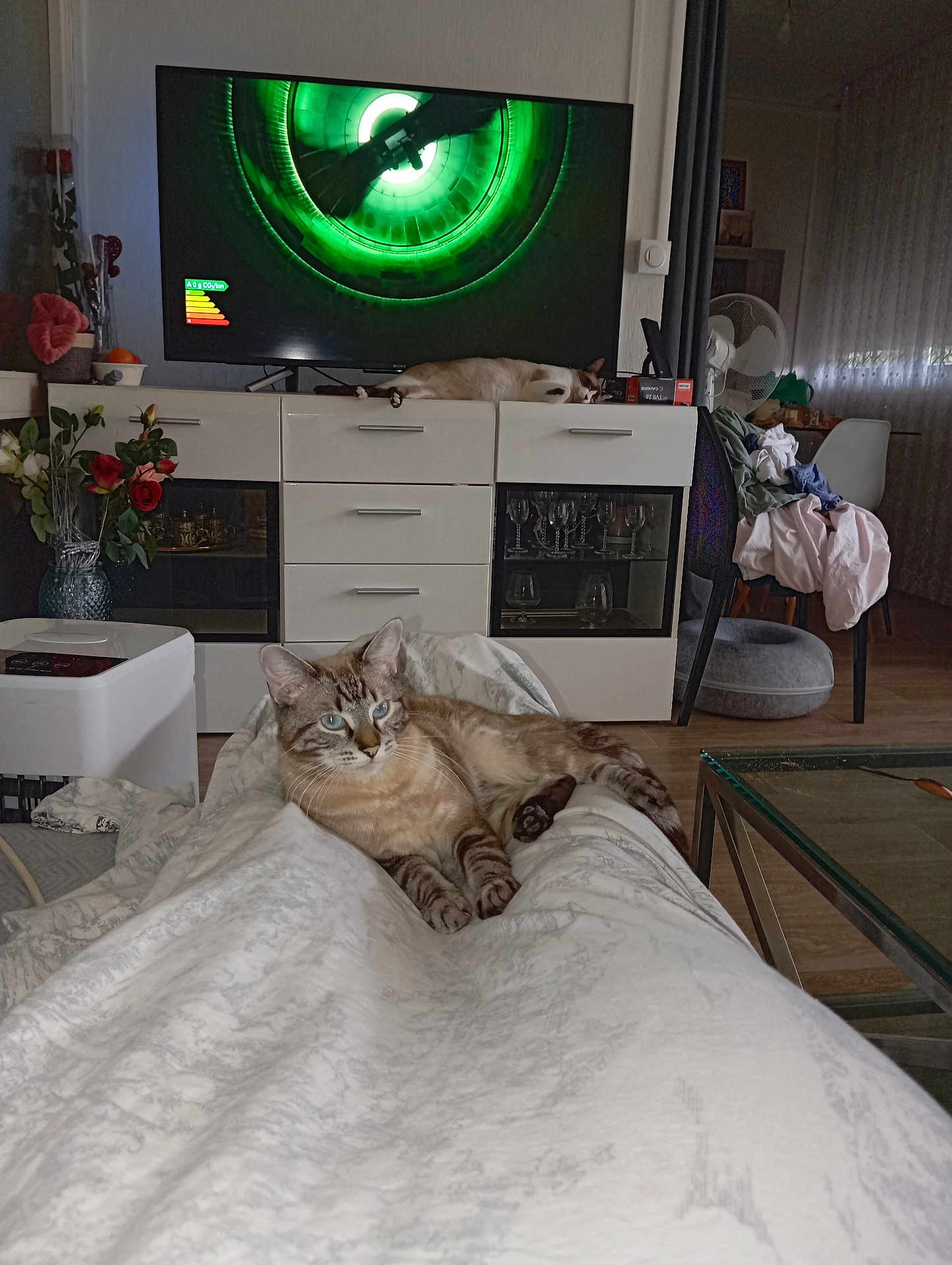 Monsieur participe au concours pour gagner de l'argent avec cette photo : cat, indoor, living_room, blanket, television, cabinet, furniture, glassware, flower_vase, flowers, curtains, fan, clothing, chair, wooden_floor, pet, relaxing, sleeping_cat, person_legs, home_decor