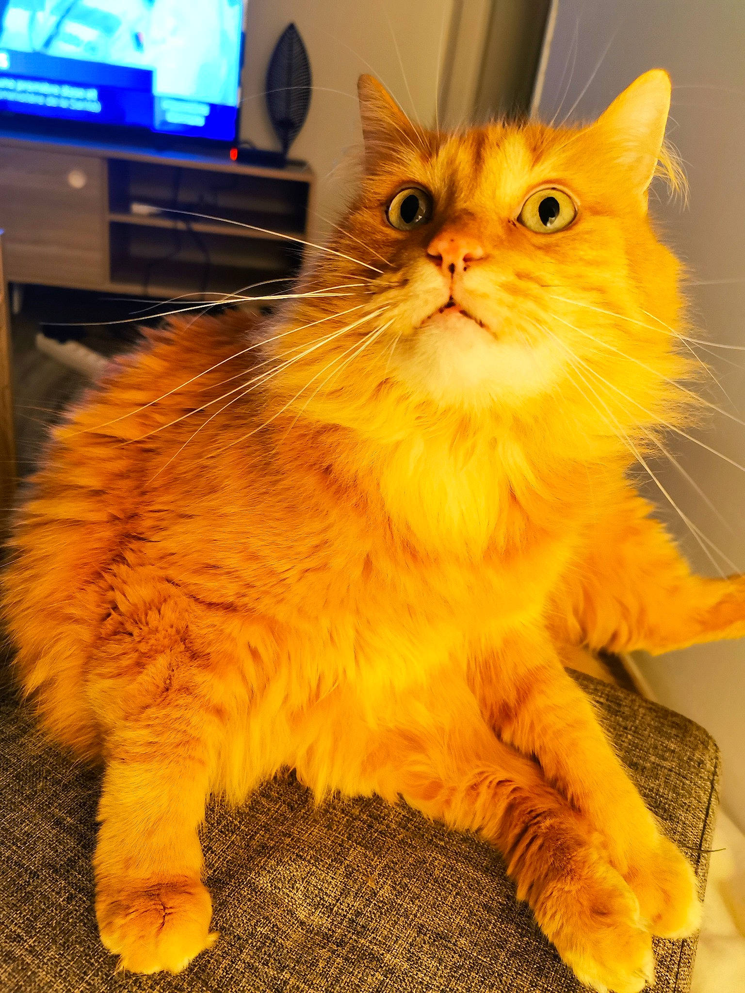 Hayden participe au concours pour gagner de l'argent avec cette photo : british_longhair, cable_television, carnivore, cat, claw, computer_keyboard, computer_monitor, fawn, felidae, flooring, fur, home_appliance, led_backlit_lcd_display, orange, paw, small_to_medium_sized_cats, snout, tail, television, whiskers