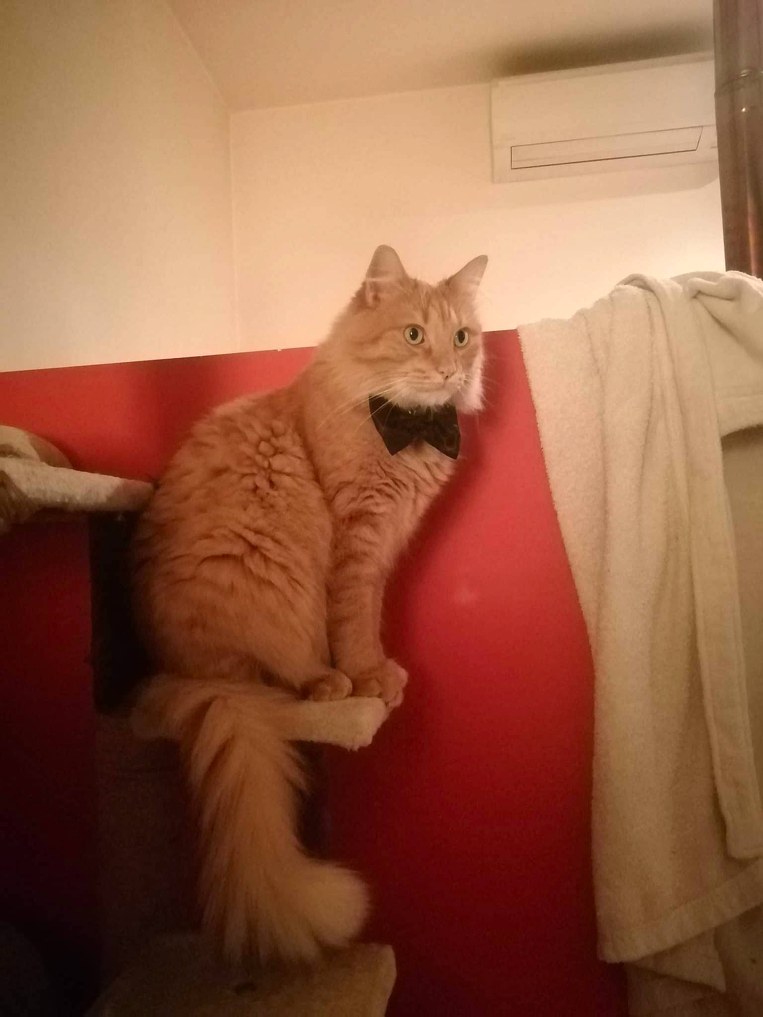 Hayden a rejoint le concours — aidez-le/la à gagner de superbes lots ! art, carnivore, cat, cat_supply, comfort, domestic_short_haired_cat, fawn, felidae, flooring, fur, paw, room, small_to_medium_sized_cats, snout, tail, textile, whiskers, window, wood, wool