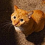 cat, orange_tabby, whiskers, carpet, pet, indoor, animal, feline, looking_up, curious, fur, ears, close_up, domestic_cat, cute, small, mammal, shadow, light, texture