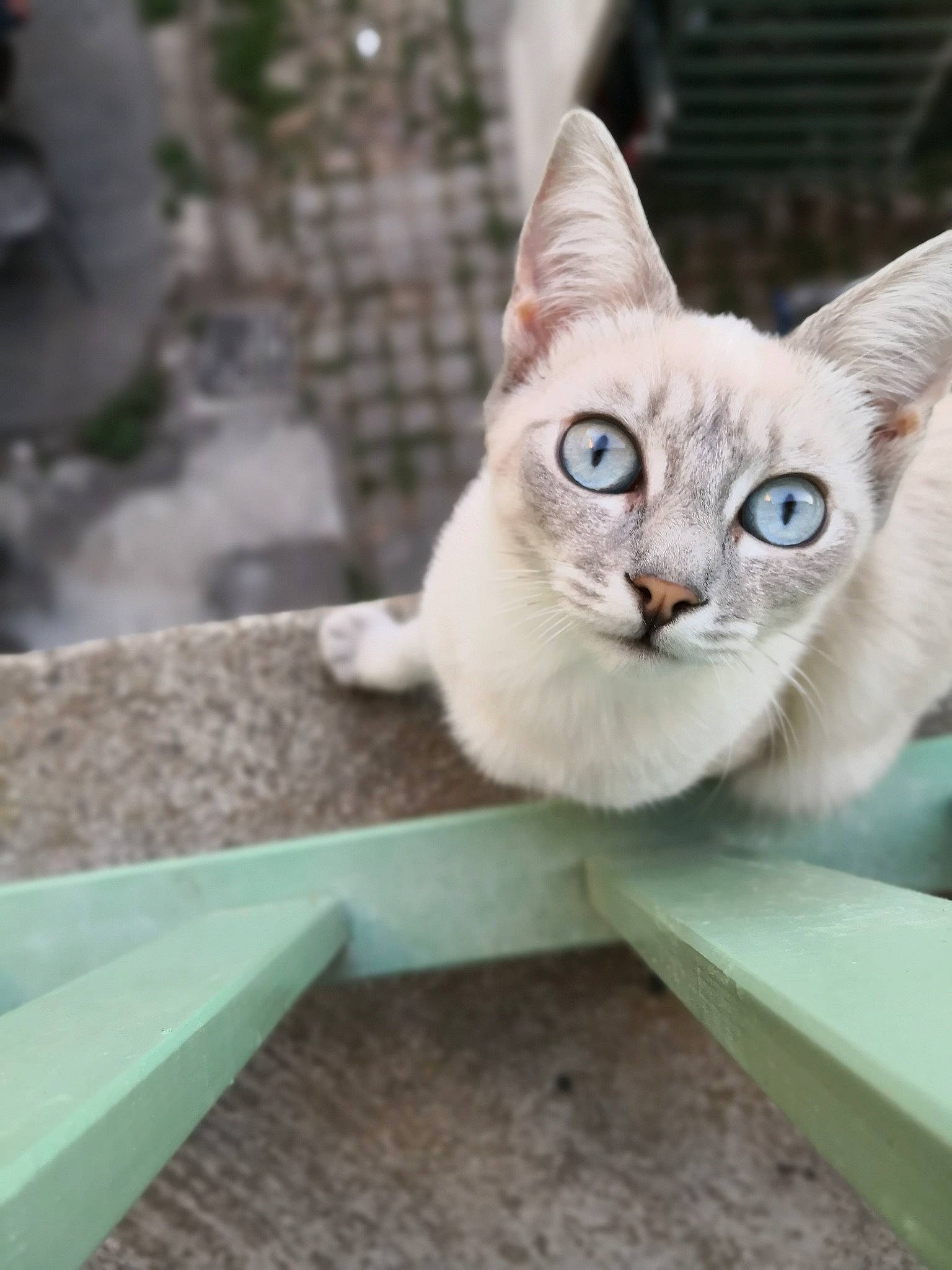 Prisca participe au concours pour gagner de l'argent avec cette photo : aegean_cat, asian, australian_mist, burmilla, carnivore, cat, colorpoint_shorthair, domestic_short_haired_cat, european_shorthair, fawn, felidae, german_rex, kitten, mammal, ojos_azules, singapura, small_to_medium_sized_cats, tonkinese, turkish_angora, whiskers