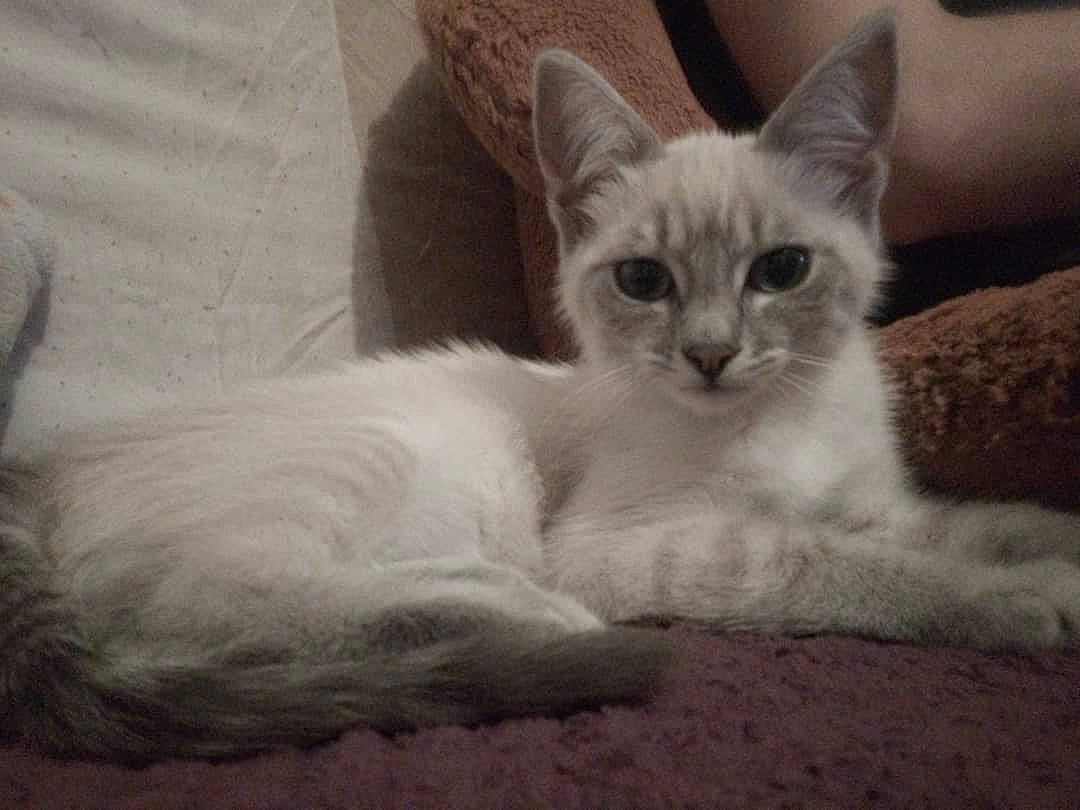 Prisca participe au concours pour gagner de l'argent avec cette photo : asian, balinese, birman, burmilla, carnivore, cat, colorpoint_shorthair, eye, felidae, javanese, kitten, mammal, ragdoll, siberian, small_to_medium_sized_cats, thai, tonkinese, turkish_angora, vertebrate, whiskers