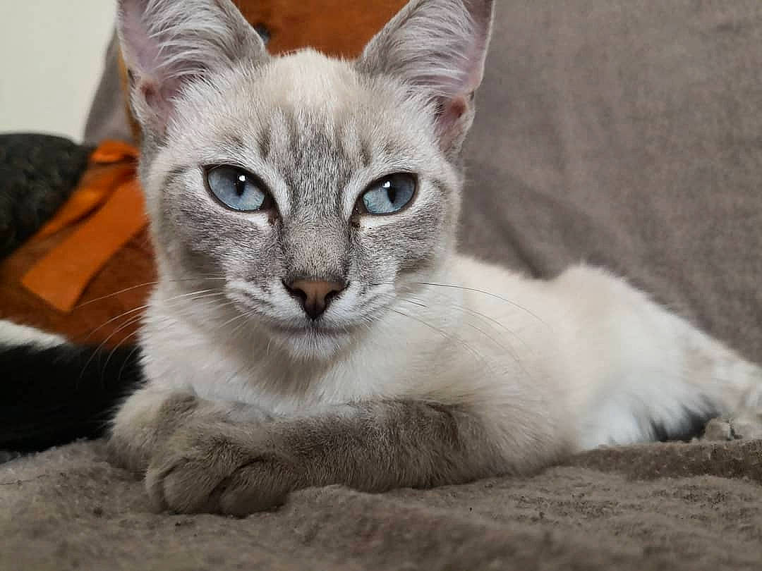 Prisca a rejoint le concours — aidez-le/la à gagner de superbes lots ! arabian_mau, asian, australian_mist, burmese, burmilla, carnivore, cat, colorpoint_shorthair, eye, felidae, javanese, kitten, mammal, oriental_longhair, small_to_medium_sized_cats, snout, thai, tonkinese, vertebrate, whiskers