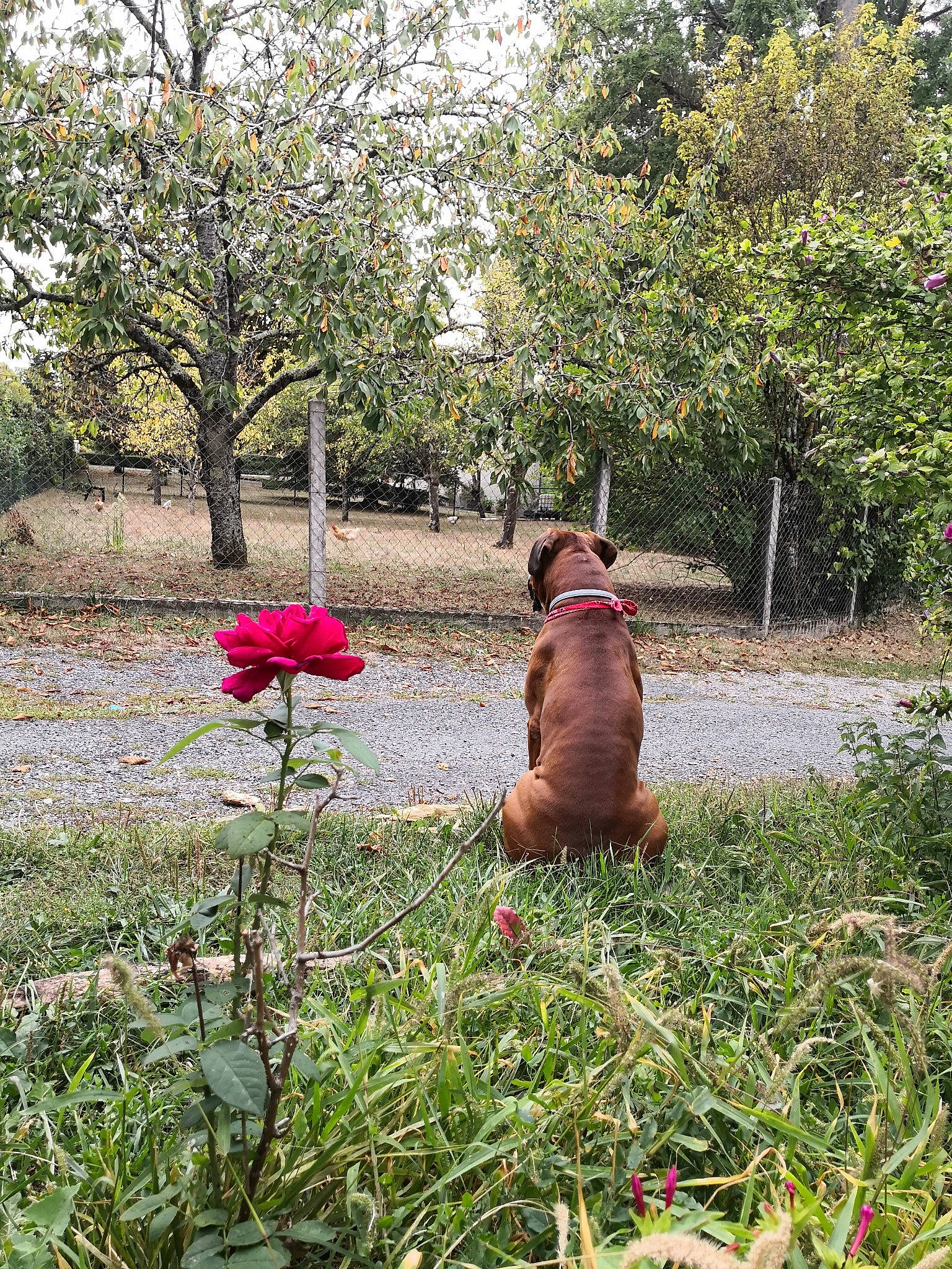 Morphée a rejoint le concours — aidez-le/la à gagner de superbes lots ! botany, canidae, carnivore, dog, dog_breed, fawn, flower, grass, meadow, plant, shrub, sporting_group, spring, tree, vizsla, wildflower