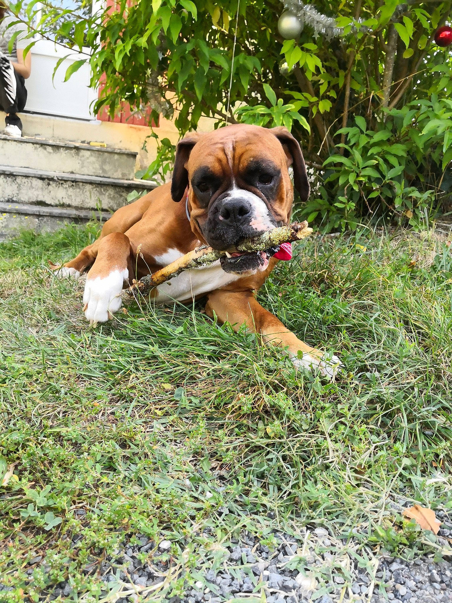 Morphée a rejoint le concours — aidez-le/la à gagner de superbes lots ! alano_espanol, boerboel, boxer, canidae, carnivore, companion_dog, dog, dog_breed, fawn, grass, mammal, molosser, perro_de_presa_mallorquin, rare_breed_dog, snout, sporting_group, tosa, valley_bulldog, vertebrate, working_dog