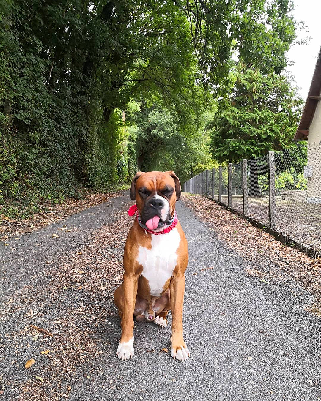 Morphée participe au concours pour gagner de l'argent avec cette photo : adventure, boxer, canidae, carnivore, collar, companion_dog, dog, dog_breed, dog_collar, dog_walking, fawn, leash, mammal, non_sporting_group, olde_english_bulldogge, rare_breed_dog, snout, sporting_group, valley_bulldog, vertebrate