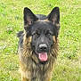 dog, german_shepherd, grass, outdoor, animal, pet, canine, tongue_out, ears_up, portrait, nature, friendly, alert, mammal, fur, brown, black, standing, grass_field, daytime