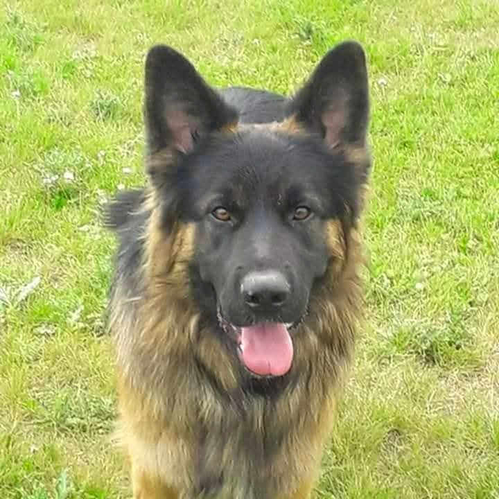Taz Maignan a rejoint le concours — aidez-le/la à gagner de superbes lots ! dog, german_shepherd, grass, outdoor, animal, pet, canine, tongue_out, ears_up, portrait, nature, friendly, alert, mammal, fur, brown, black, standing, grass_field, daytime