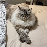 Zéphyr a rejoint le concours — aidez-le/la à gagner de superbes lots ! animal, bed, cat, cat_tree, cozy, crossed_paws, cute, domestic, fluffy, fur, furniture, home, indoor, living_room, mammal, pet, relaxed, resting, sleepy, whiskers