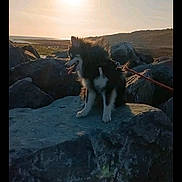 Jack a rejoint le concours — aidez-le/la à gagner de superbes lots ! animal, dog, evening, fluffy, happy, hill, landscape, leash, nature, outdoor, pet, rocks, scenic, silhouette, sitting, sky, sun, sunlight, sunset, tongue_out
