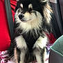 Jack participe au concours pour gagner de l'argent avec cette photo : animal, black_and_white, blanket, canine, car_interior, comfort, dog, domestic_animal, fluffy, fur, furry, pet, red, relaxed, seatbelt, sitting, transportation, vehicle, white, window
