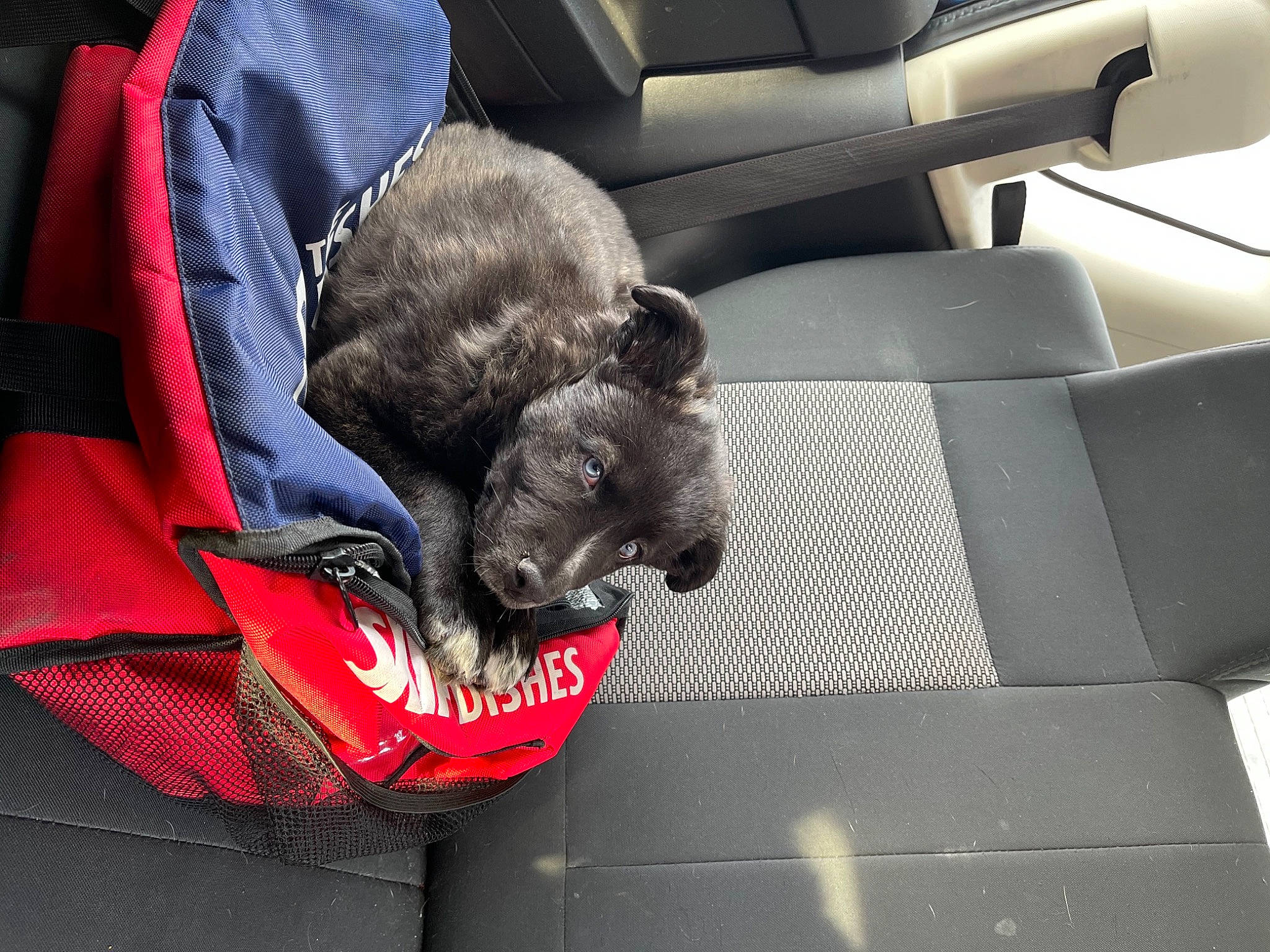 Myra participe au concours pour gagner de l'argent avec cette photo : auto_part, bag, car, car_seat, car_seat_cover, carnivore, cat, comfort, companion_dog, dog, dog_breed, felidae, fur, grey, personal_luxury_car, small_to_medium_sized_cats, sporting_group, tail, vehicle, whiskers