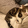 Chocolat participe au concours pour gagner de l'argent avec cette photo : animal, bed, blanket, cat, comfort, cozy, cute, domestic_animal, feline, fur, home, indoor, mammal, pet, pillow, relaxation, resting, sleepy, tabby_cat, whiskers