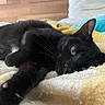 Chocolat a rejoint le concours — aidez-le/la à gagner de superbes lots ! animal, bed, black_cat, blanket, cat, close_up, cozy, feline, fur, green_eyes, indoor, paw, pet, relaxation, resting, sleepy, stretching, whiskers, white_blanket, yellow_blanket