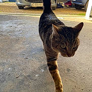 Chocolat participe au concours pour gagner de l'argent avec cette photo : animal, approaching, brown, car, cat, concrete, curious, daylight, domestic, feline, garage, mammal, outdoor, pet, sidewalk, striped, tabby, tail, vehicle, walking