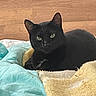 Chocolat participe au concours pour gagner de l'argent avec cette photo : black_cat, cat, pet, feline, green_eyes, bed, blanket, cozy, indoor, resting, fur, animal, cute, comfort, sleepy, domestic_cat, relaxed, soft_texture, warm_colors, wooden_background