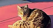Chocolat participe au concours pour gagner de l'argent avec cette photo : animal, car, cat, daytime, domestic_animal, feline, fur, hood, mammal, nap, outdoor, pet, red_car, relaxing, resting, striped, sunbathing, sunlight, tabby_cat, vehicle
