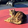 animal, car, cat, daytime, domestic_animal, feline, fur, hood, mammal, nap, outdoor, pet, red_car, relaxing, resting, striped, sunbathing, sunlight, tabby_cat, vehicle