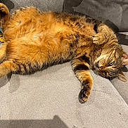 Chocolat a rejoint le concours — aidez-le/la à gagner de superbes lots ! cat, tabby, fluffy, pet, animal, relaxed, couch, indoor, feline, fur, paw, whiskers, sleepy, cute, domestic, resting, cozy, orange, striped, lazy