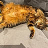 cat, tabby, fluffy, pet, animal, relaxed, couch, indoor, feline, fur, paw, whiskers, sleepy, cute, domestic, resting, cozy, orange, striped, lazy