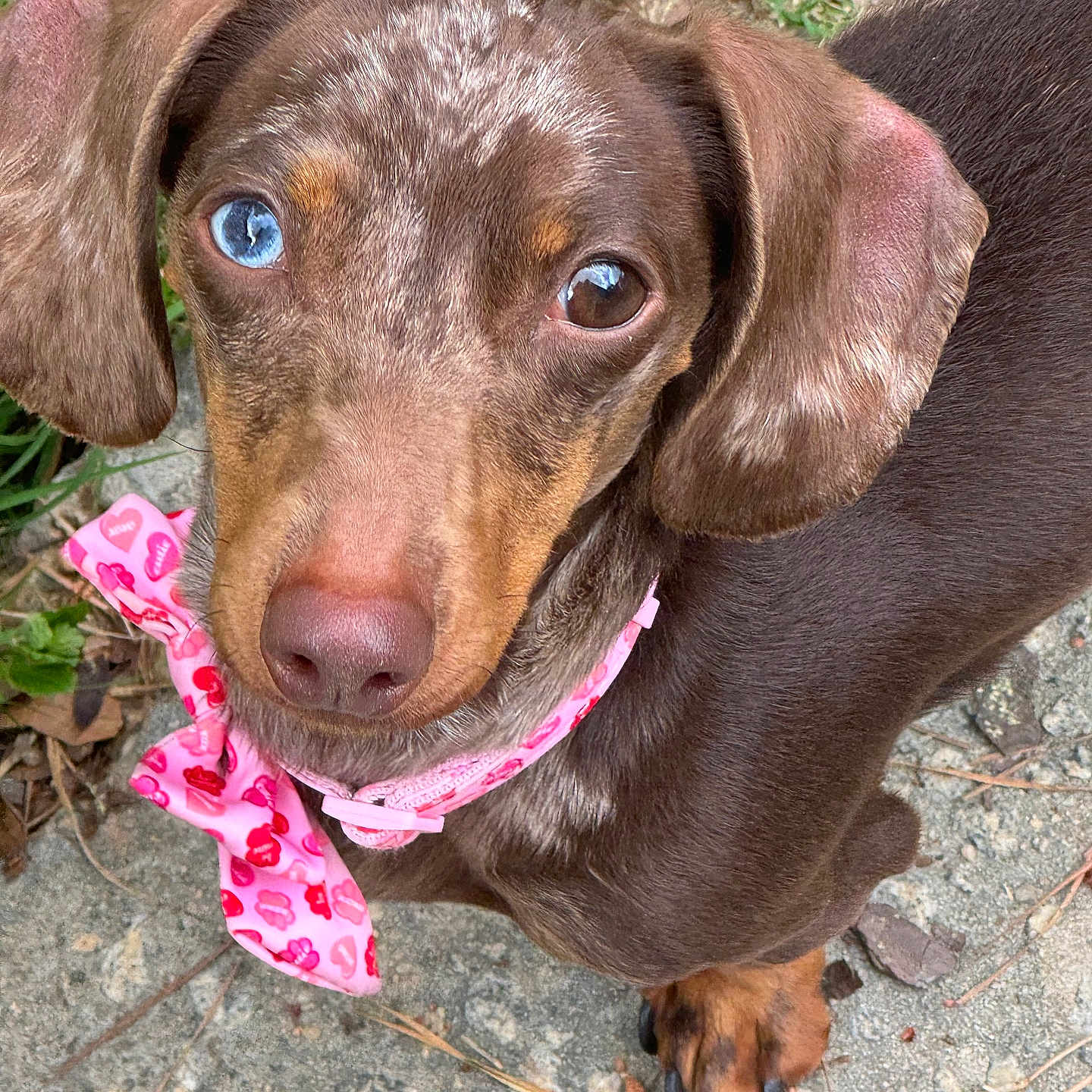Mini is registered to the contest to win money with this photo: accessories, animal, beagle, bodypart, canine, dog, face, flower, grass, head, hound, labradorretriever, mouth, person, pet, photography, plant, pointer, portrait, puppy