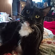 Rocky is registered to the contest to win money with this photo: cat, black_and_white, indoor, quilt, whiskers, furniture, laundry_basket, curious, pet, animal, close_up, blurred, cozy, yellow_eyes, relaxed, bedroom, home, feline, domestic_cat, resting
