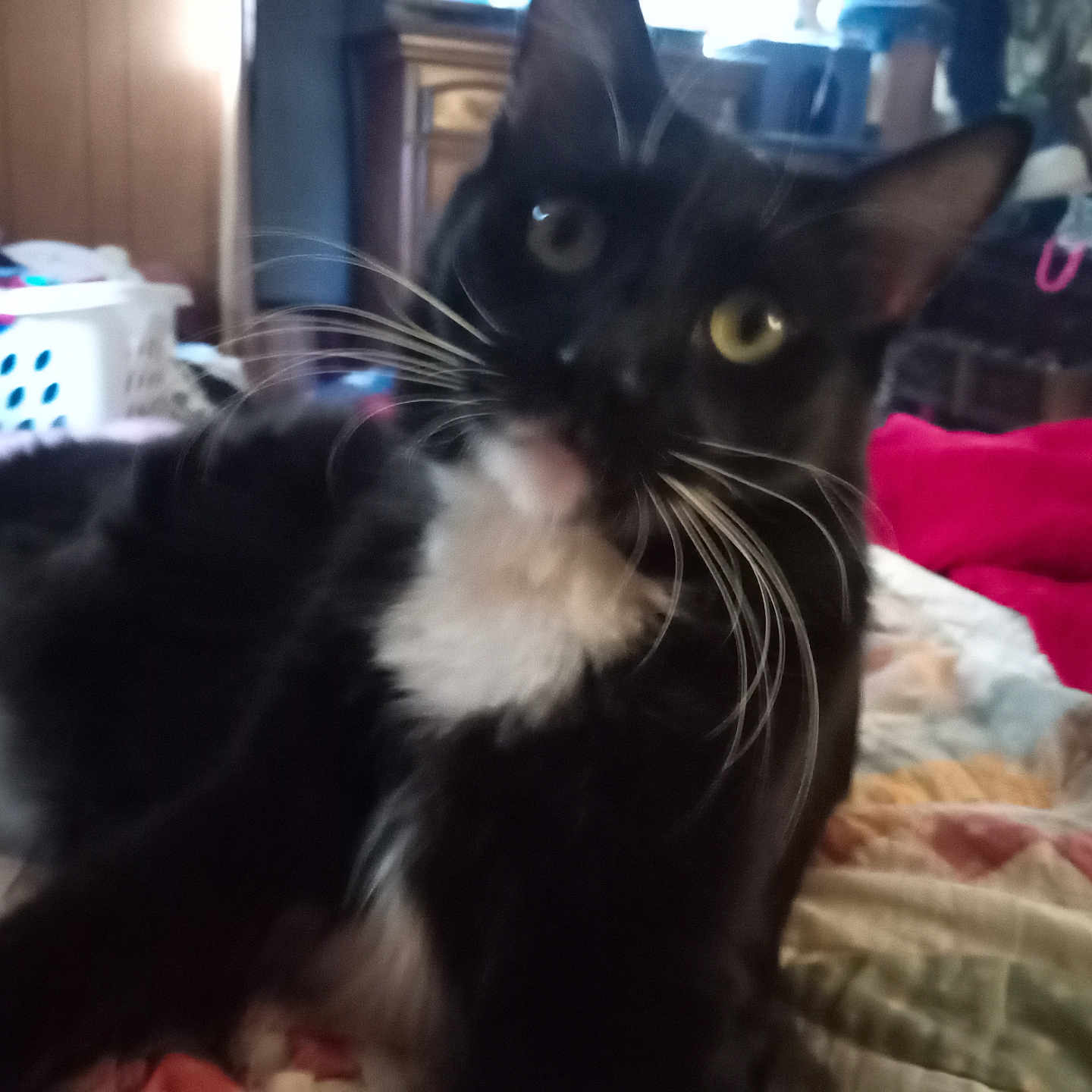 Rocky is registered to the contest to win money with this photo: animal, bedroom, black_and_white, blurred, cat, close_up, cozy, curious, domestic_cat, feline, furniture, home, indoor, laundry_basket, pet, quilt, relaxed, resting, whiskers, yellow_eyes