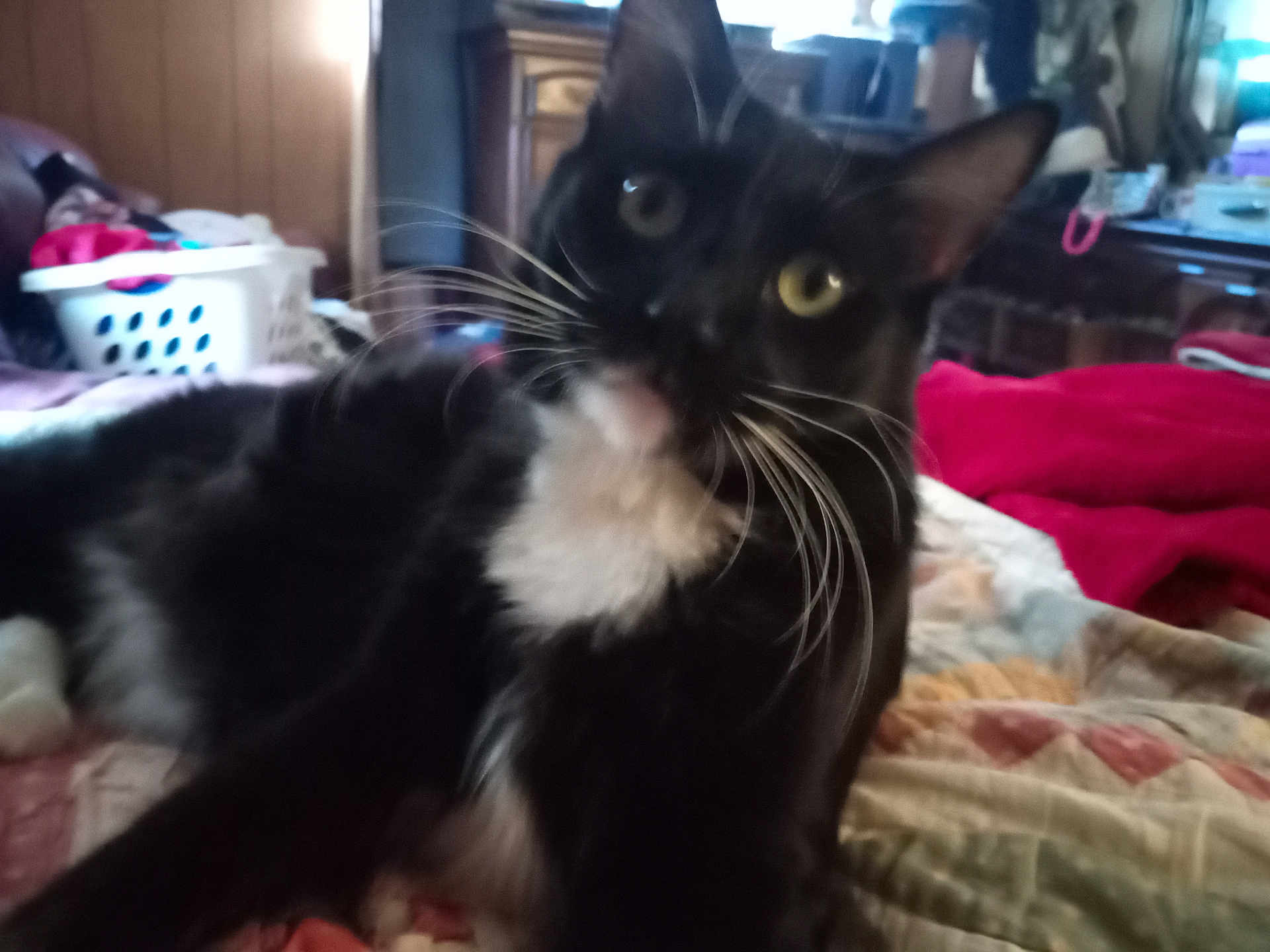 Rocky is registered to the contest to win money with this photo: cat, black_and_white, indoor, quilt, whiskers, furniture, laundry_basket, curious, pet, animal, close_up, blurred, cozy, yellow_eyes, relaxed, bedroom, home, feline, domestic_cat, resting