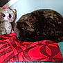 Ice a rejoint le concours — aidez-le/la à gagner de superbes lots ! cat, plush_toy, blanket, red, pattern, sleeping, curled_up, feline, stuffed_animal, blue_wall, cozy, resting, indoor, soft_toys, cute, animal, pet, furry, nap, corner
