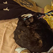 Ice participe au concours pour gagner de l'argent avec cette photo : cat, bed, blanket, pillow, indoor, sleeping, feline, fur, resting, cozy, domestic, animal, pet, curled_up, brown, black, soft, warm, relaxation, quiet