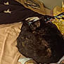 cat, bed, blanket, pillow, indoor, sleeping, feline, fur, resting, cozy, domestic, animal, pet, curled_up, brown, black, soft, warm, relaxation, quiet