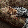 dog, blanket, couch, floral_pattern, indoor, pet, resting, small_dog, cozy, fur, tile_floor, wooden_frame, wrapped, cute, relaxed, lying_down, domestic, animal, comfort, sleepy