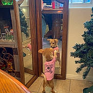 Sully joined the competition — help win amazing prizes! dog, mirror, pink_shirt, reflection, tile_floor, wooden_mirror, christmas_tree, soda_bottle, kitchen, window, table, person_reflection, pet, small_dog, indoor, curious, standing, brown_dog, decor, home