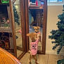dog, mirror, pink_shirt, reflection, tile_floor, wooden_mirror, christmas_tree, soda_bottle, kitchen, window, table, person_reflection, pet, small_dog, indoor, curious, standing, brown_dog, decor, home