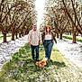 couple, man, woman, dog, walking, orchard, trees, grass, sunlight, blossoms, petals, nature, outdoor, casual_clothing, hat, holding_hands, happy, daytime, leisure, small_dog