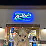 puppy, dog, hand, store, night, sign, building, light, parking_sign, window, person, outdoor, cute, animal, fur, ears, face, commerce, retail, holding