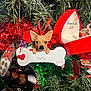 christmas_tree, dog_ornament, holiday_decorations, bone_shaped, red_heart, gnome_ornament, greenery, christmas_lights, festive, ornaments, red_box, holiday, decor, dog_head, 3d_ornament, christmas, tree_branch, pine_needle, holiday_season, celebration