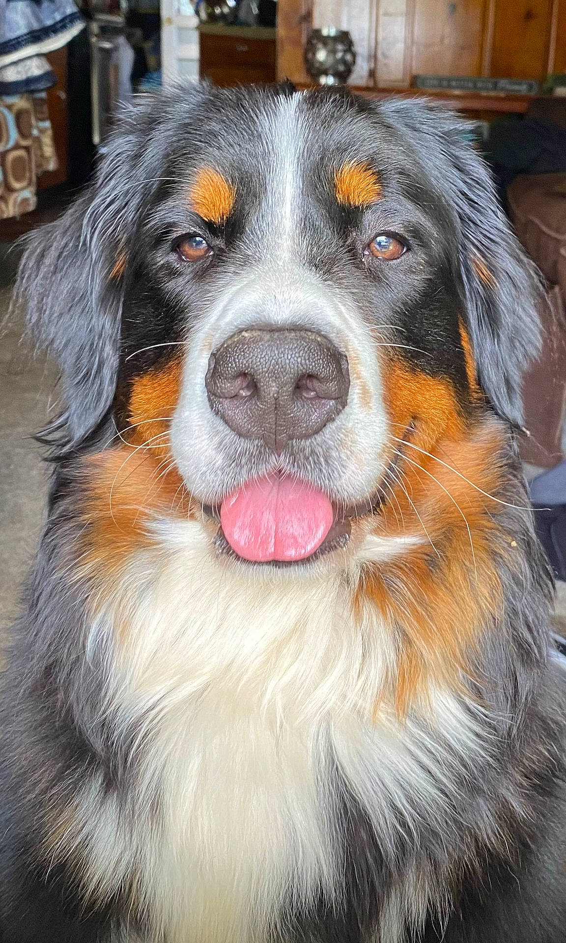 Molly is registered to the contest to win money with this photo: animal, bernese_mountain_dog, canine, close_up, companion, cute, dog, domestic, face, fluffy, friendly, fur, indoor, mammal, nose, pet, portrait, tongue_out, tricolor, whiskers