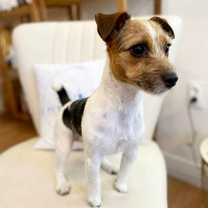 Sushie