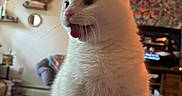 Luna is registered to the contest to win money with this photo: cat, white_cat, tongue_out, indoor, cozy, blanket, furniture, tapestry, plants, shelves, television, living_room, cute, pet, animal, fur, whiskers, playful, close_up, home