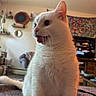 cat, white_cat, tongue_out, indoor, cozy, blanket, furniture, tapestry, plants, shelves, television, living_room, cute, pet, animal, fur, whiskers, playful, close_up, home