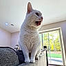 Luna is registered to the contest to win money with this photo: cat, white_cat, indoor, couch, furniture, mouth_open, tongue_out, pet, animal, fur, whiskers, ears, window, glass_door, nature_outside, home_interior, carpet, daylight, relaxed, meowing