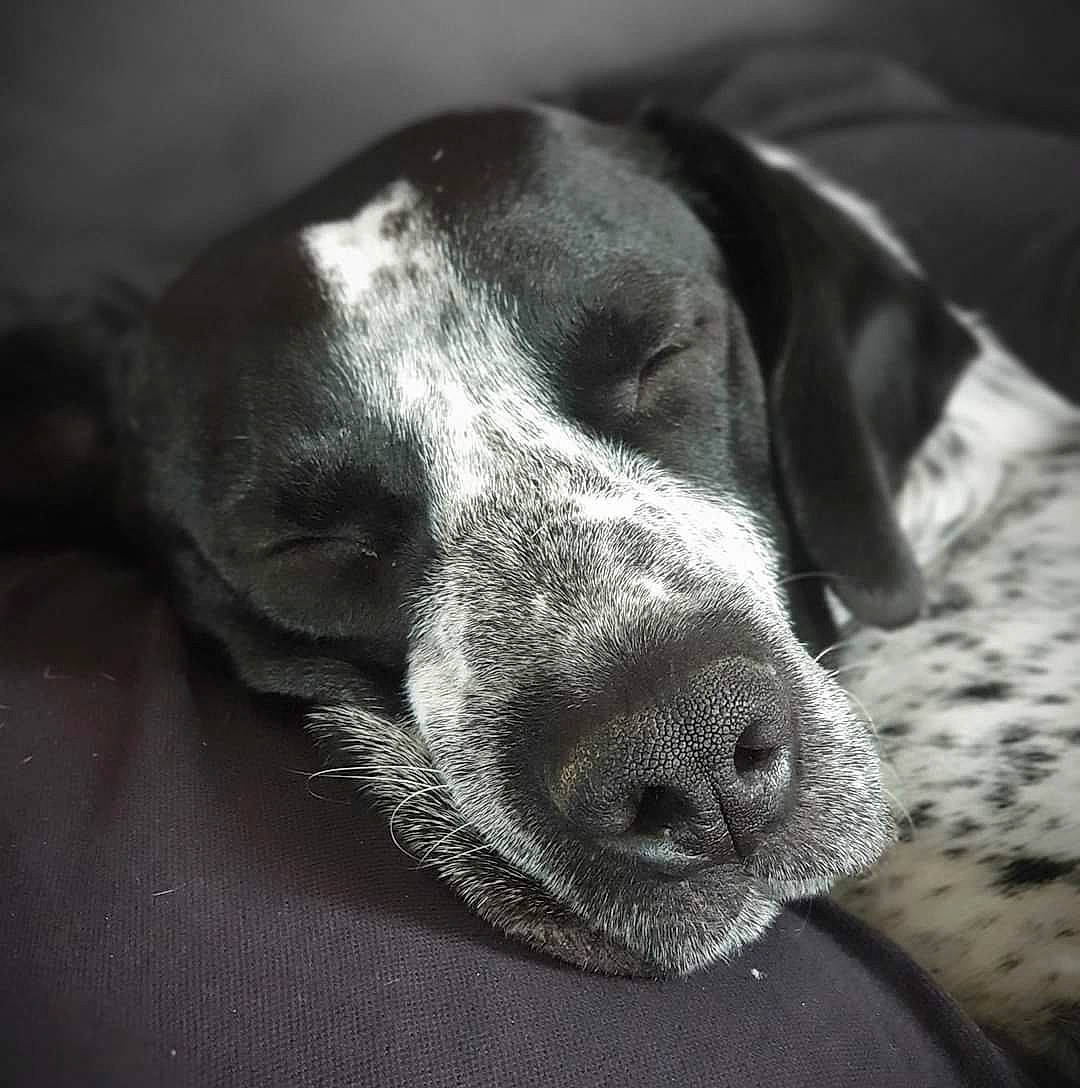 Pongo a rejoint le concours — aidez-le/la à gagner de superbes lots ! borador, canidae, carnivore, companion_dog, darkness, dog, dog_breed, ear, fur, grey, gun_dog, hunting_dog, monochrome, monochrome_photography, pet_supply, snout, sporting_group, terrestrial_animal, whiskers, working_animal