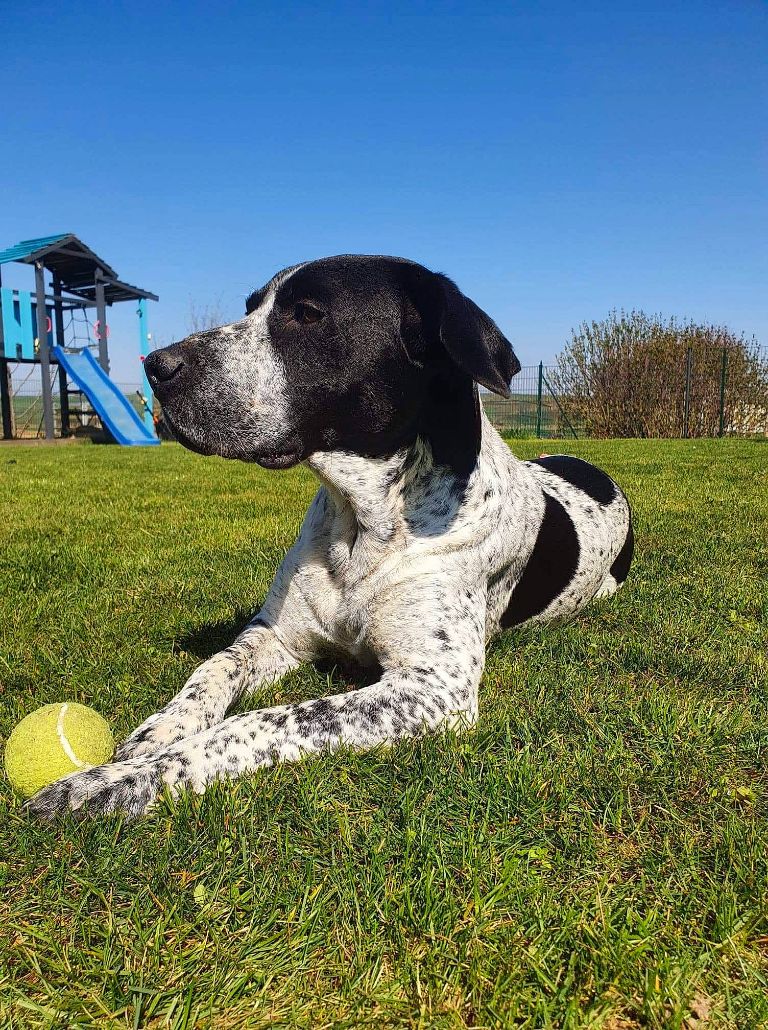 Pongo participe au concours pour gagner de l'argent avec cette photo : braque_francais, canidae, carnivore, companion_dog, dog, dog_breed, grass, grassland, gun_dog, non_sporting_group, old_danish_pointer, plant, pointer, pointing_breed, sky, snout, sporting_group, tree, working_animal, working_dog